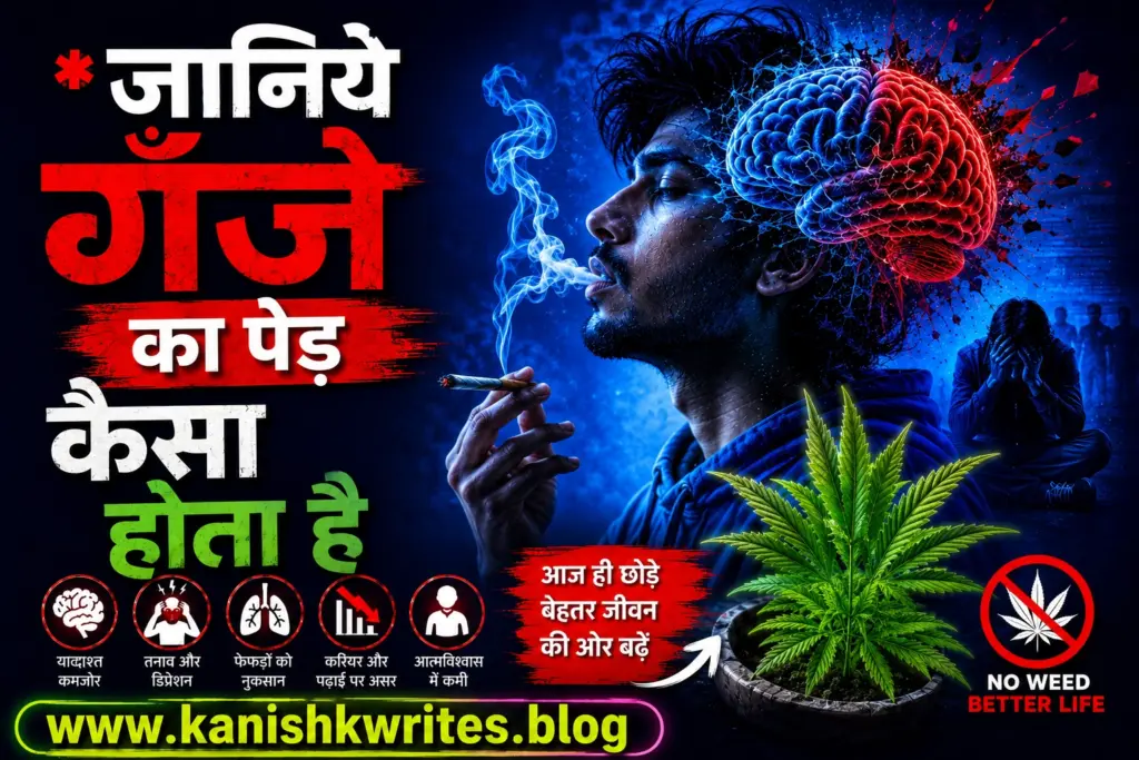 Ganje. ka ped kaisa hota hai ganje ka paudha